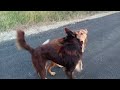 👉My fast Dog video 📸 / support karo 🙏