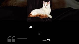 Turkish Van Cat Fun Facts and Traits#turkishvan#turkishvancat#catlover#showcat#subscribe#shorts#fyp