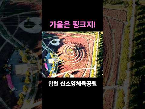 합천 핑크뮬리축제 #합천 #핑크뮬리  #축제