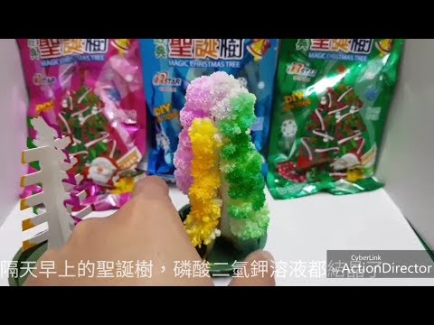 【四幸丸-科學教具】聖誕節的紙樹開花-Christmas paper tree blossom