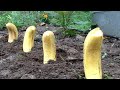 Plant bananas in your garden heres what happens