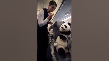 Adorable Baby Panda Fed by Flight Attendant on Plane! 😂🐼 #ViralPanda#AnimalFlight