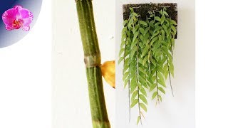 8 Mounting Dendrobium aphyllum keikis-orchid update 8 (2019/03)