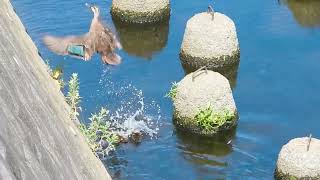 カルガモ親子の悲劇【閲覧注意】