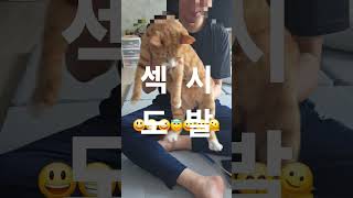 스트릿(출신) 파이터 #고양이 #냥춘기 #cat #고양이일상 #고양이랑놀기 #똥고양이
