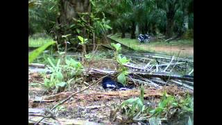 murai cacing ahlan 6