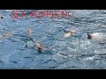 Puppies of the Sea - Playful Seals at Deen Maar Island