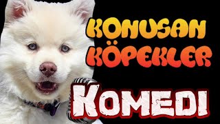 Konuşan Köpekler tüm bölümler   En Komik Köpek Videoları