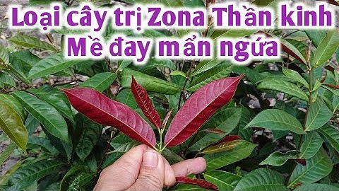 Bài thuốc trị Zona thần kinh, viêm da cơ địa, mề đay mẩn ngứa, viêm đại tràng. PHAN HẢI Channel