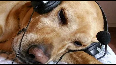 ¿Qué tipo de música les gusta escuchar a los perros?