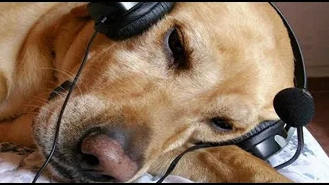 ¿Les gusta la música a los perros?