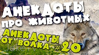 Анекдоты про животных. Анекдоты от Волка #20 Анекдоты про животных. Анекдоты от Волка #20