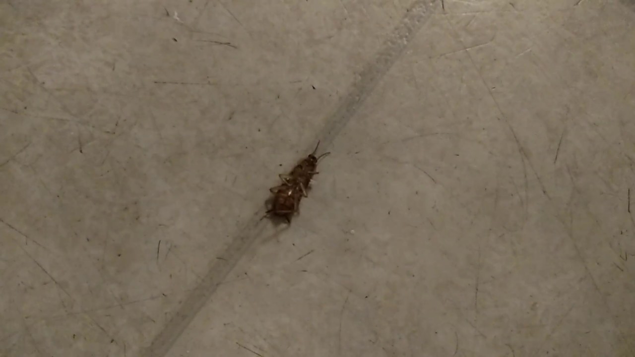 Aaahhhh roaches in my coffee maker!!(Seriously) - YouTube