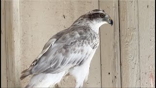 Falconry: New Goshawk Species?