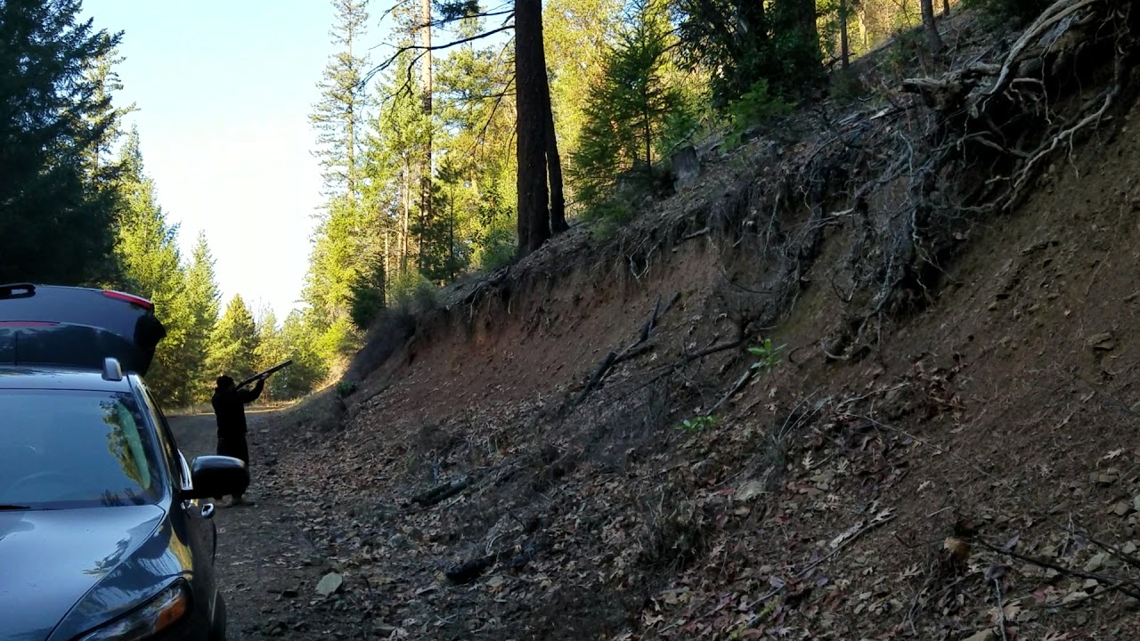 Hunting the elusive Christmas tree in Southern Oregon YouTube