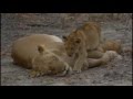 Brent Meets the Styx Lion Cubs  July 25,  2016