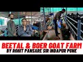 Best Quality Beetal &amp; Boer Goat Farm By Rohit Pansare at Bigwan Indapur Dist Pune