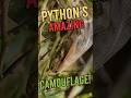 😱 Encounter with Huge Python #shorts