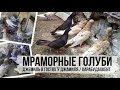 Мраморные голуби Джамиля Абдуллатипова с. Карабудахкент Республика Дагестан. Almond Pigeons.