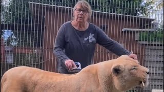 Les histoires de Joy, la lionne blanche #lion #tiger #bigcats #caressedetigre #normandie #zoo #tigre