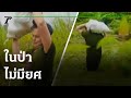 ในป่าไม่มียศ | 20-07-64 | ตะลอนข่าว