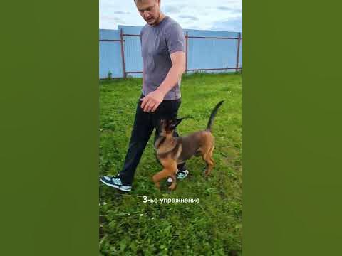 Как научить собаку команде Рядом - YouTube