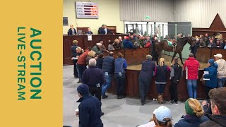 AUCTION DAY 2: October Sport Horse Performance Sale