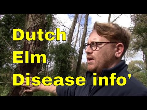 Video: What Is Elm Yellows Phytoplasma: Elm Yellows Disease In The Home Garden