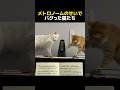メトロノームのせいでバグった猫たち