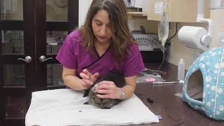 How To Apply Transdermal Gels On Your Cat by Downtown Toronto Cat Clinic 1,680 views 5 years ago 1 minute, 26 seconds