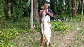 MANCING || IKAN PATIN MONSTER SUNGAI ASAHAN