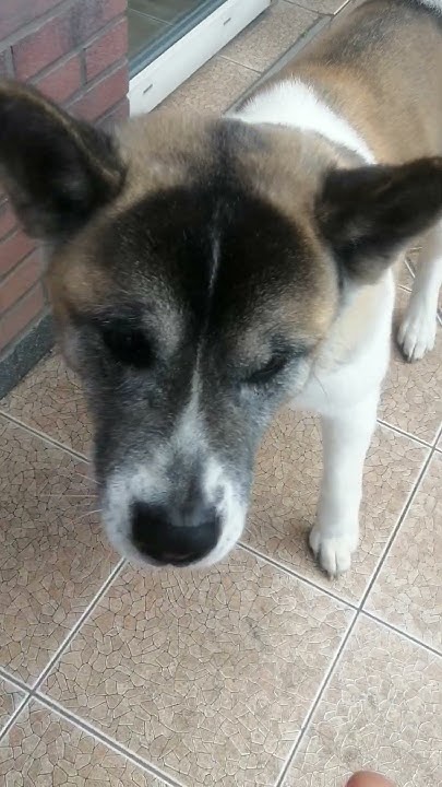 собака и шашлык #собаки #интересно #dogs #шашлык #дрессировки #акита # ...