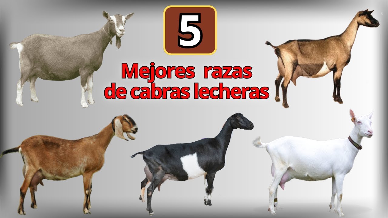 Las 5 razas de cabras lecheras mas conocidas en el mundo - ViDoe