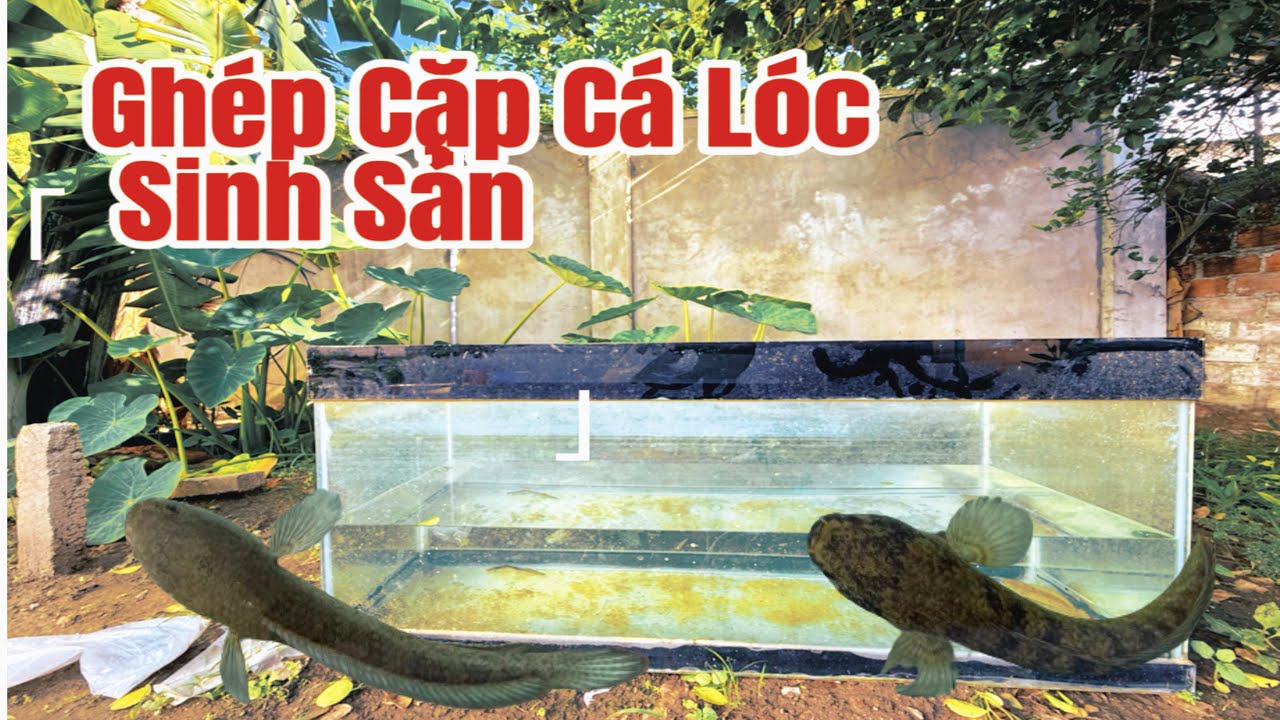 Lần đầu nuôi cá Lóc Vây Xanh Ghép Cặp và Sinh Sản