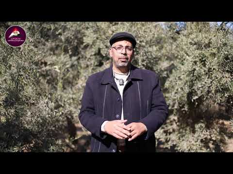 أنواع جديدة وخريطة صنفية زراعة الزيتون في مصر تزدهر رغم التغير المناخي