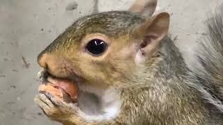 Ever seen a squirrel eat an acorn? This is how they go about breaking that outer shell.