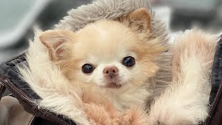 What's In My Small Dog Bag? | Chihuahua Cedric