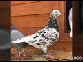 Топ 15 дивовижних голубів
