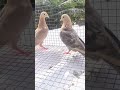 Rare colour fancy pigeon