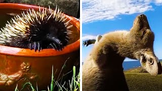 Ozzy Man Reviews: Animals Relaxing #6