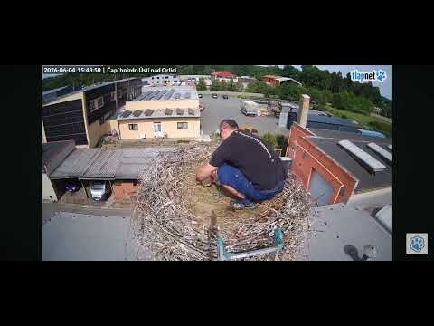 Usti nad Orlici /CZ 🌿💍 Obrączkowanie młodych bocianów w gnieździe.. 04.06.26