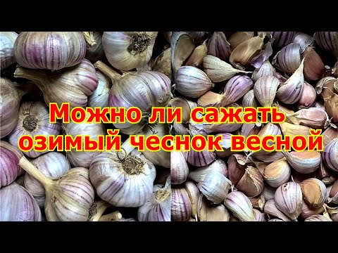 Можно ли сажать озимый чеснок весной?