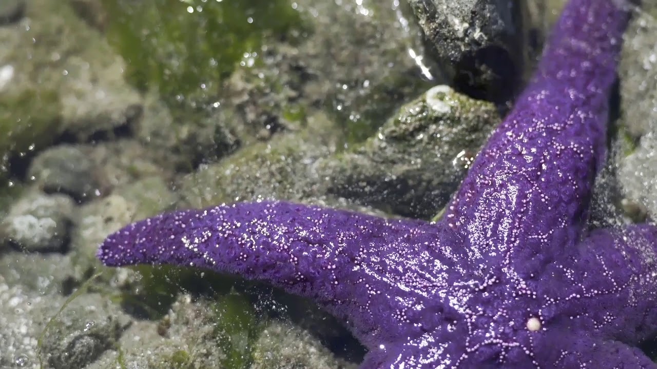 Marine Phytoplankton Video - French Dub