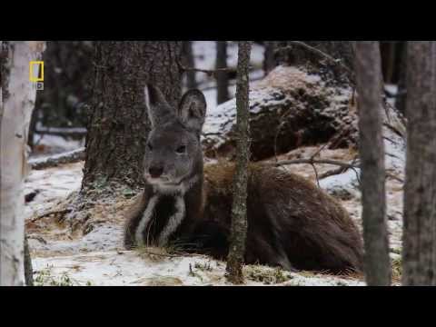 فيديو: الطبيعة الروسية. الغابات الروسية. وصف الطبيعة الروسية