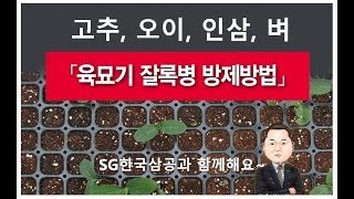 고추, 오이, 벼, 인삼 육묘기에 잘록병 방제방법