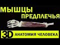 Мышцы предплечья | 3D Анатомия человека [3D][4K]✅