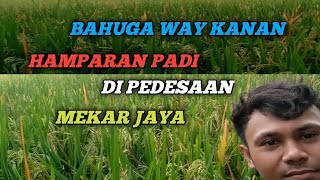 Berpetualang di persawahan kampung mekar jaya Bahuga way kanan