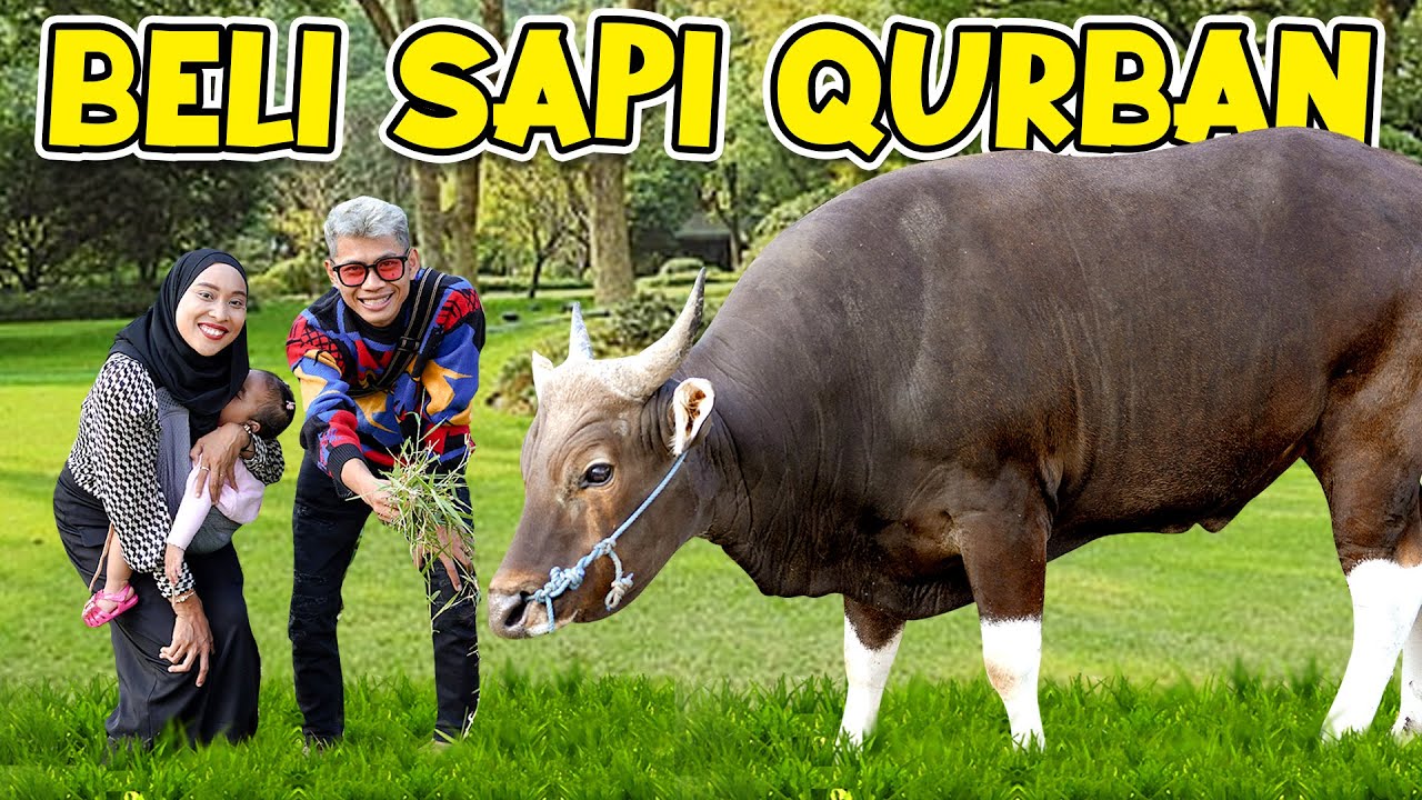 KITA BELI SAPI QURBAN SUPER BESAR!! ALUNA DAN AMANDA GAK NYANGKA ...