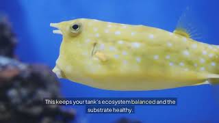 Malaysian Trumpet Snails: Care, Benefits, and Fun Facts for Your Aquarium!