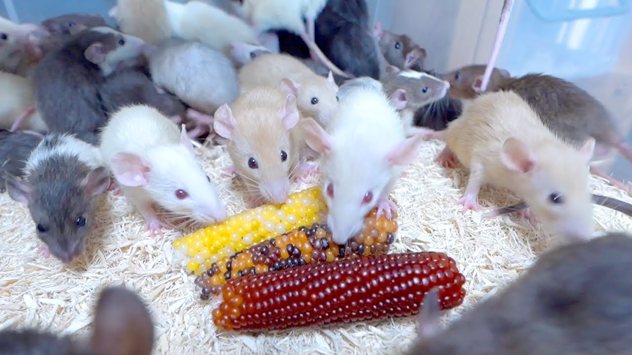 ロイヤルコペンハーゲン トウモロコシの上の白ネズミ ロイヤルコペンハーゲン トウモロコシの上の白ネズミ 【公式通販】